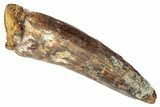 Fossil Spinosaurus Tooth - Real Dinosaur Tooth #346297-1